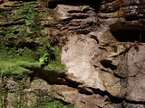 Galaxy S6 edgeで撮影した景色のアップ写真