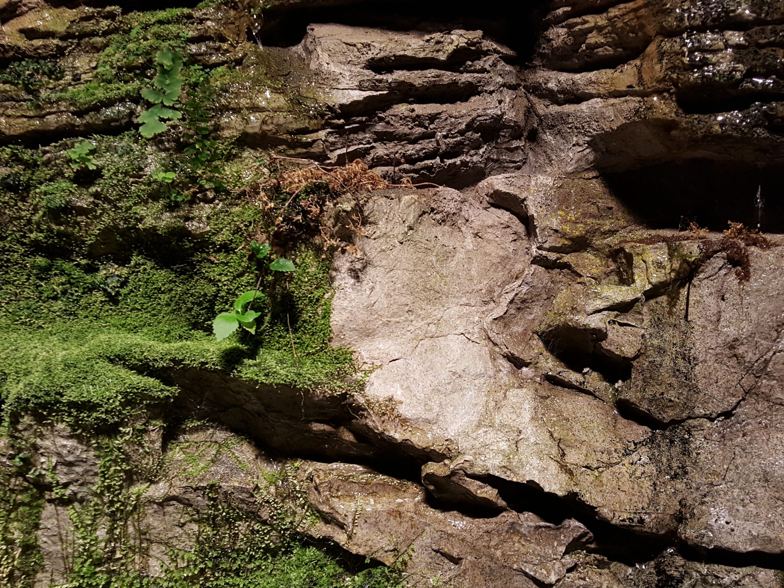 Galaxy S6 edgeで撮影した景色のアップ写真