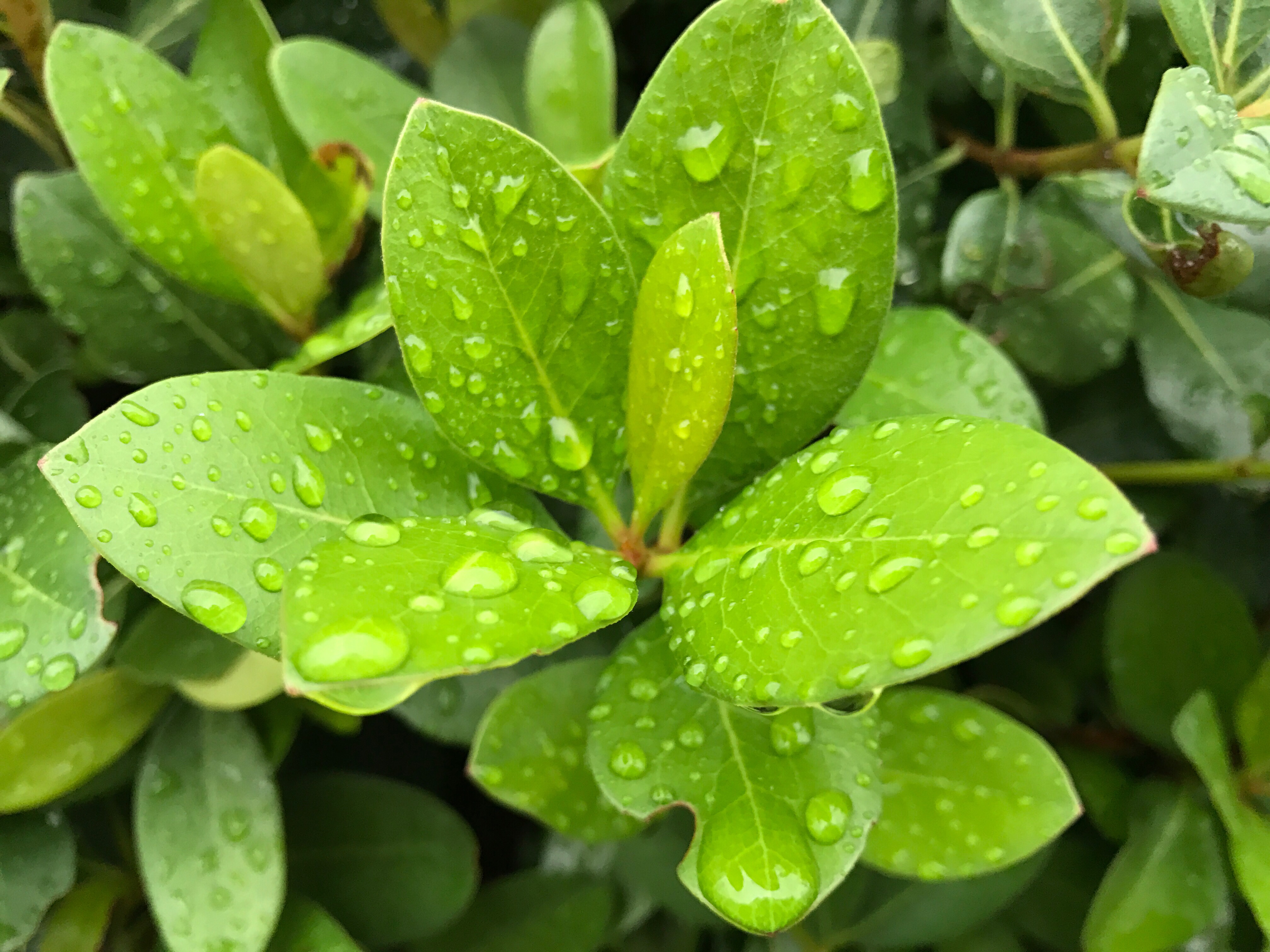 雨の日はiPhone7で写真を撮ろう