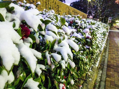 雪が積もった名古屋