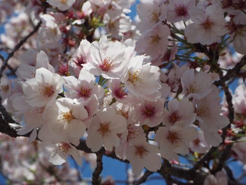 2019年の桜