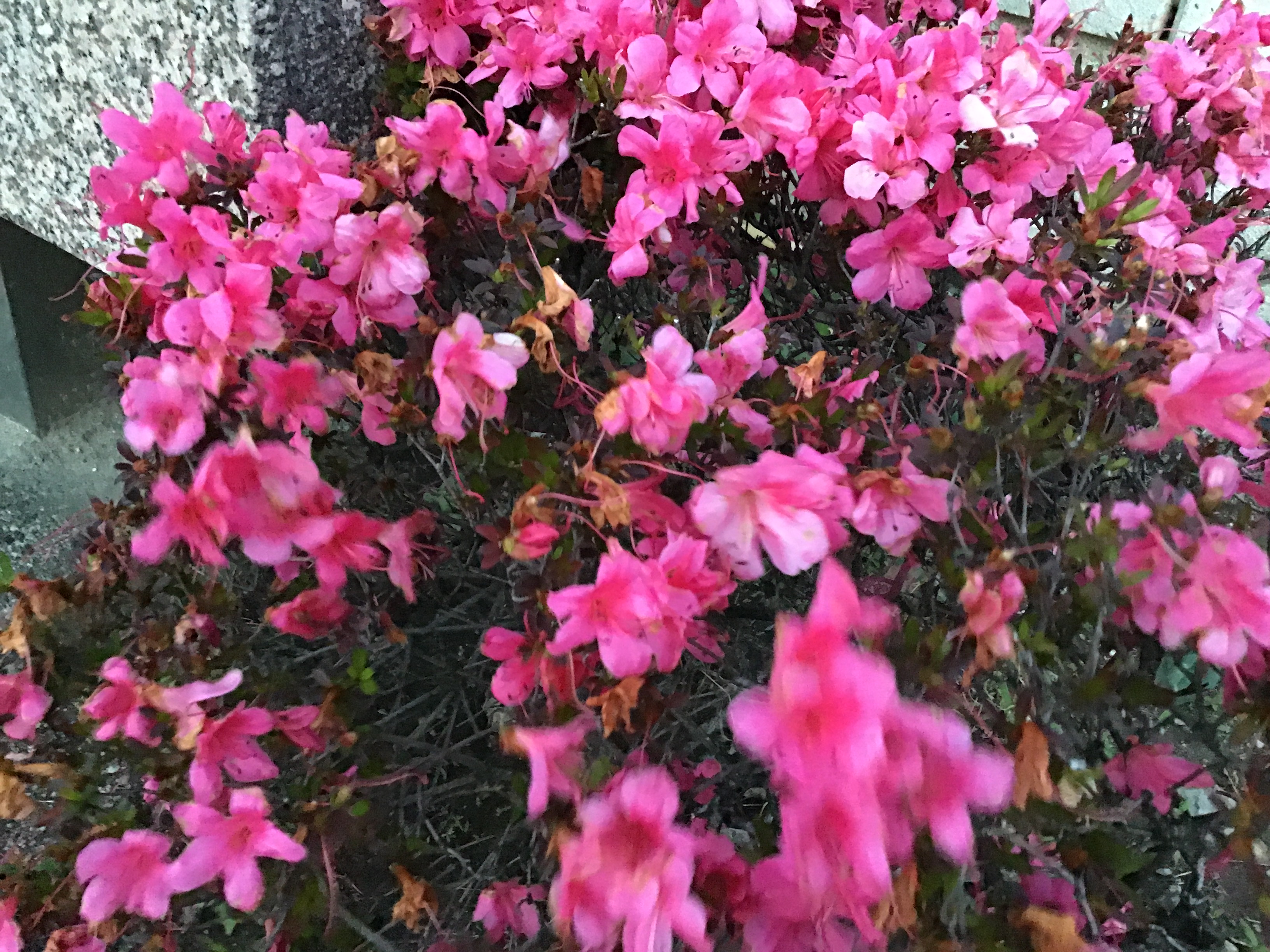 風に揺れる紫の花